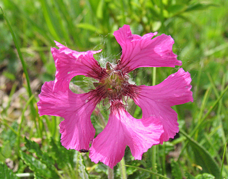 Silene elisabethae  / Silene di Elisabetta